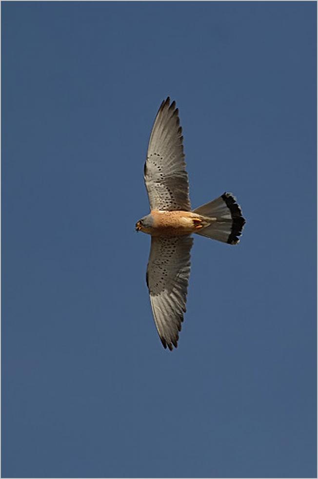 El vuelo del primilla